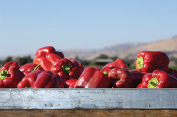 Jeff's Garden - Bell Pepper Harvest