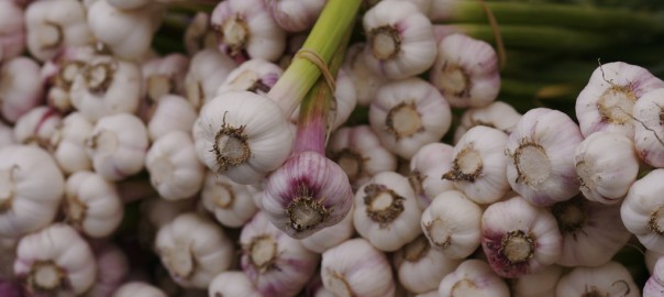 Garlic
